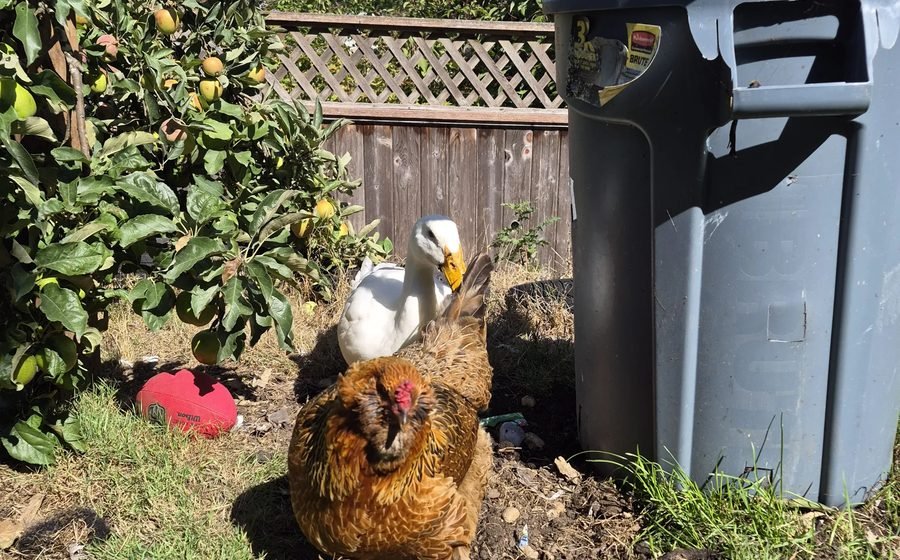 Our family in the backyard with Dabodabo and Lady Peck