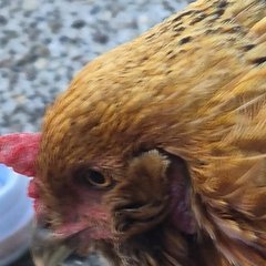 Lady Peck