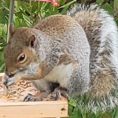 The Squirrel