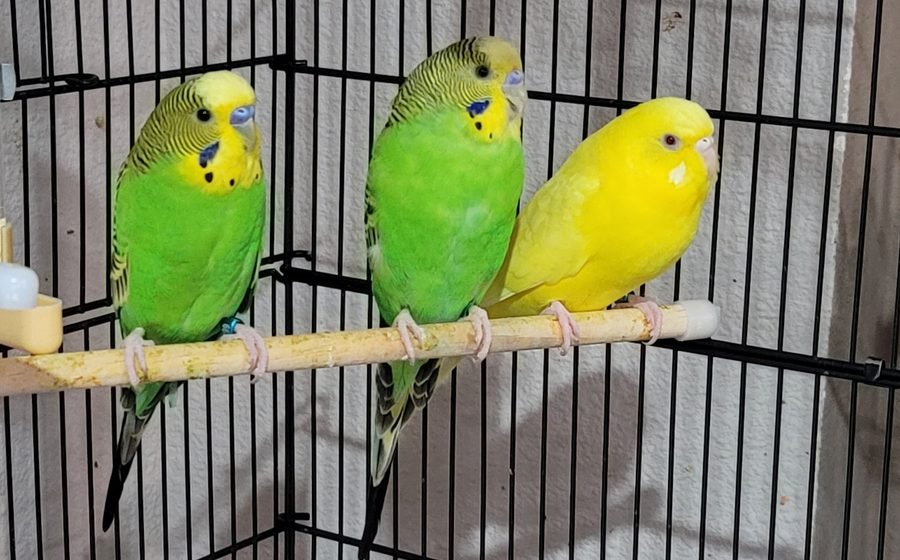 Carmella, Plantain and Plantini in their wide flight cage
