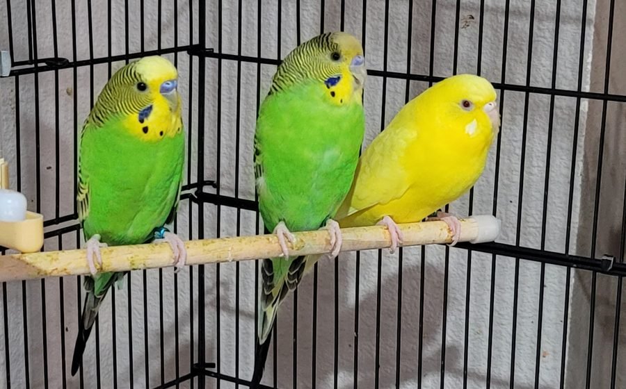 Best Budgie Toys to Keep Smart Birds From Getting Bored
