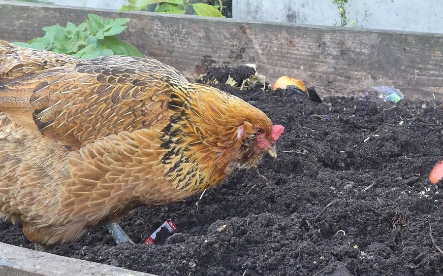 Backyard Chicken Coop Essentials: What I Actually Use