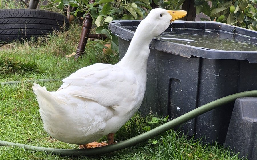 What Do Pekin Ducks Eat? A Backyard Duck Feeding Guide