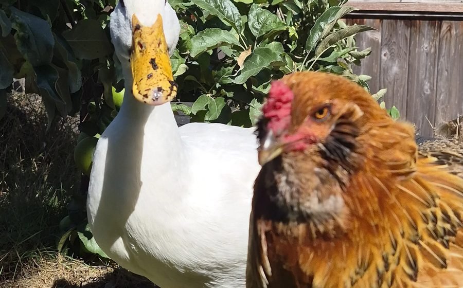 How to Keep Ducks and Chickens Together (Lessons From Dabodabo and Lady Peck)