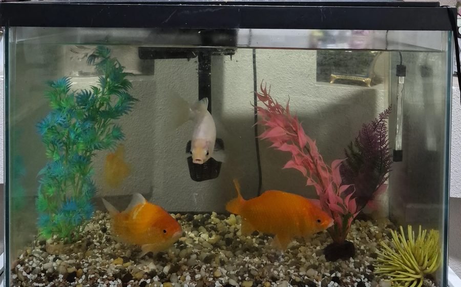 Goldfish Care for Beginners: Snowy, Pumpkin, Peaches and Goldie's Setup