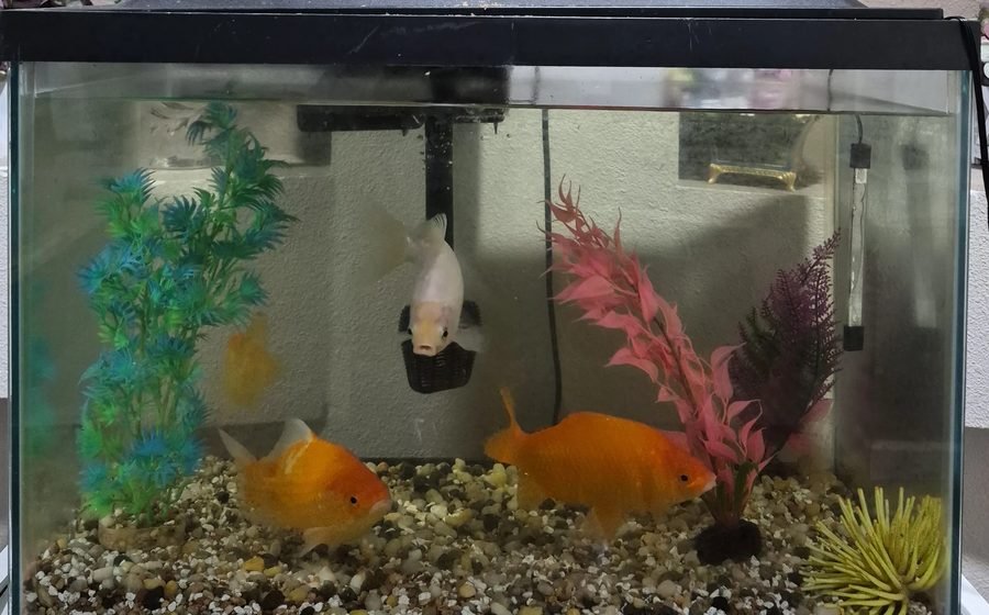 Best Goldfish Tank Filters for a Healthy Tank