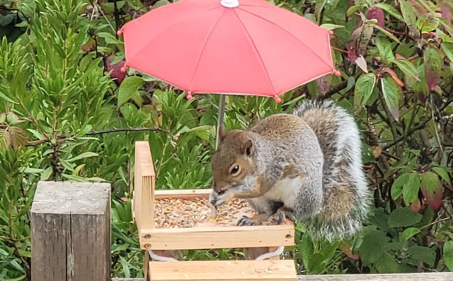 Best Squirrel Feeders That Keep Squirrels Happy and Bird Seed Safe