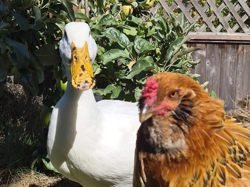 Dabodabo the Pekin duck and Lady Peck the hen wearing glasses