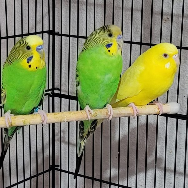 Carmella, Plantain &amp; Plantini — The budgies