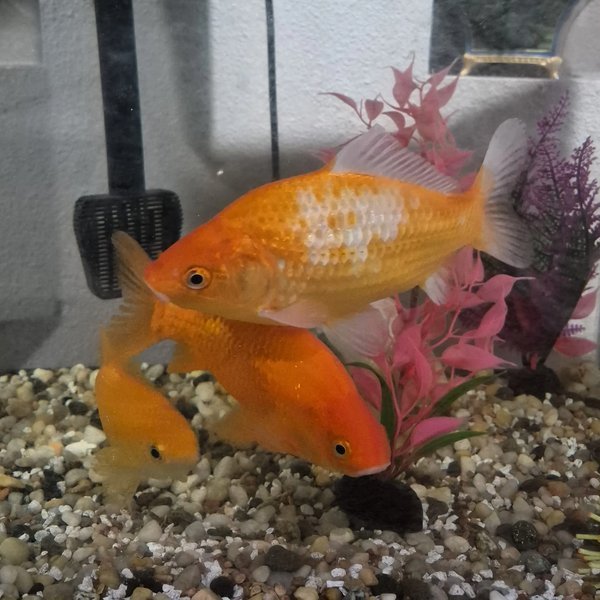 Snowy, Pumpkin, Peaches &amp; Goldie — The goldfish