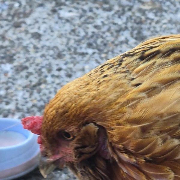 Lady Peck (aka Coworker) — Brown hen, also in glasses
