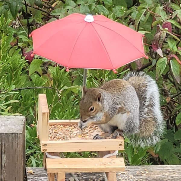 The Squirrel — Recurring guest, uninvited